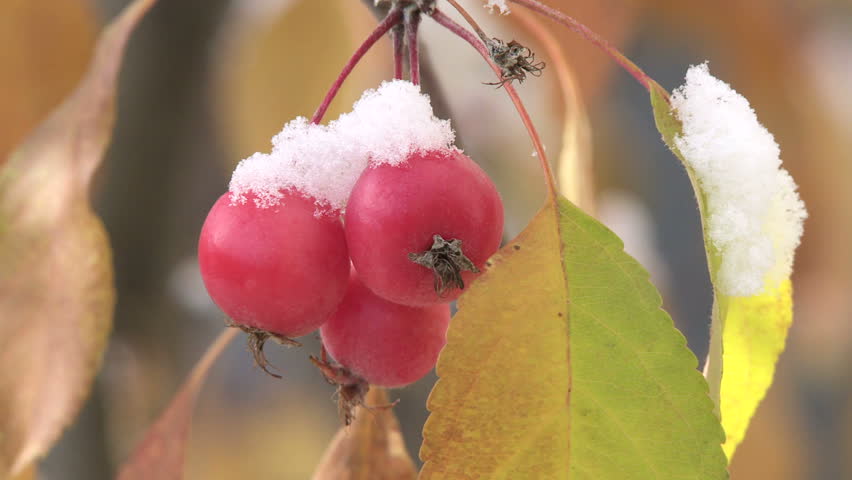 Crab apples and autumn leaves after fresh snowfall