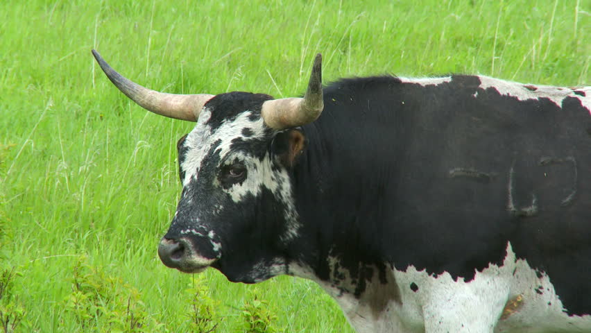 Large bull with horns turns head