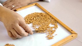 Laboratory assistant in the laboratory of of food culture assay to test genetically modified seed. - Powered by Shutterstock - Get 15% off with code: PIKWIZARD15
