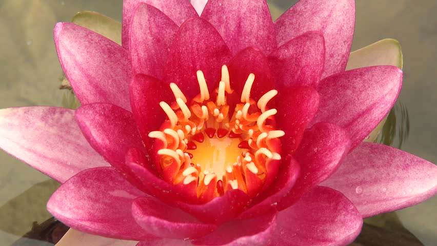 Pink colored Water Lily