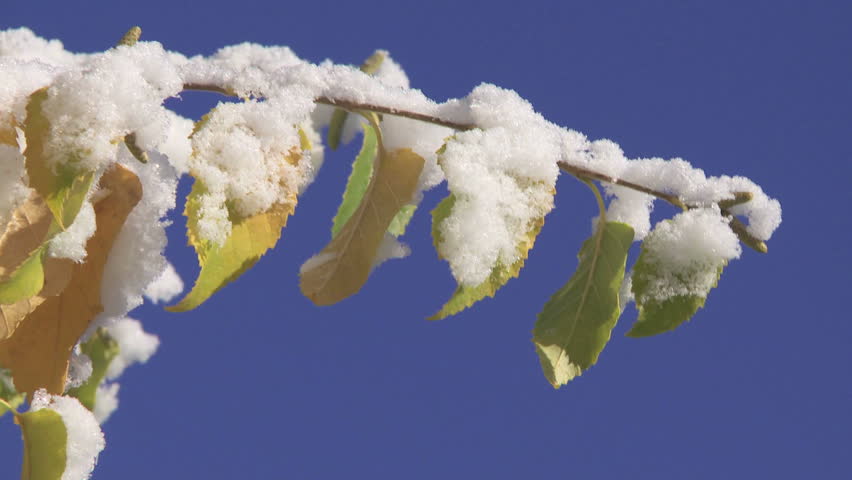 Autumn Birch Tree leaves with freshly fallen snow
