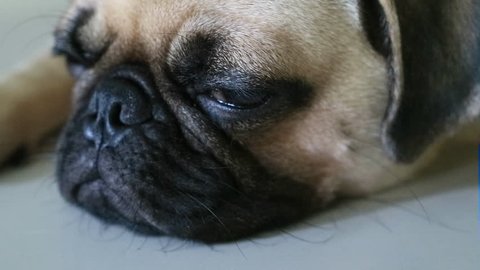 Close-up face of Cute pug puppy dog sleeping rest by chin and tongue sticking out lay down on tile floor 