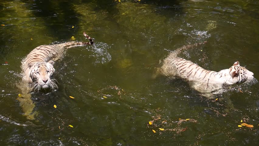 White Tigers Swimming in Water