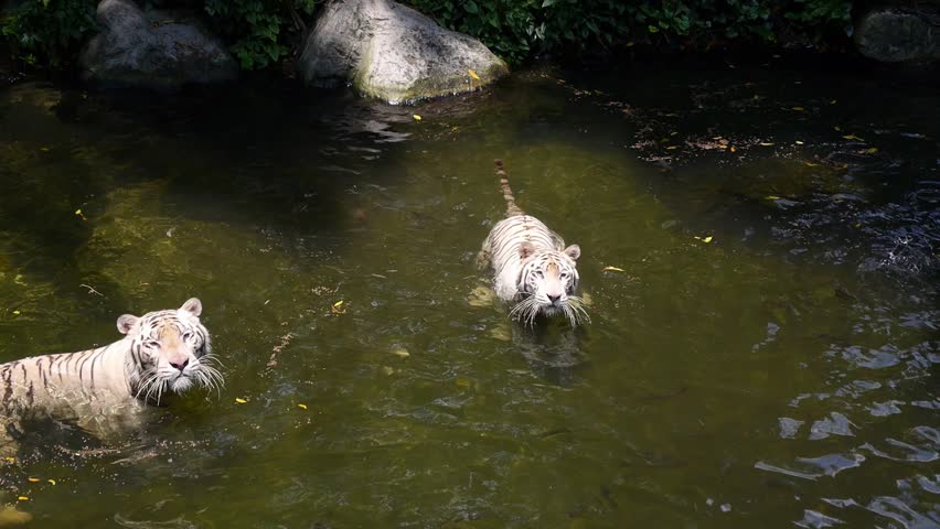 Endangered White Tigers Swimming in Water in Singapore Zoo