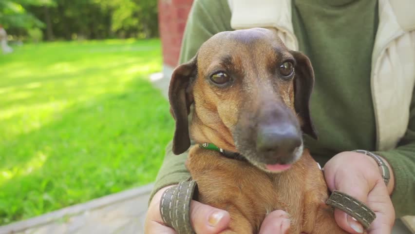 Slow Motion: Dachshund is short-legged, long-bodied, hound-type dog breed. Standard size dachshund was developed to scent, chase, and flush out badgers and other burrow-dwelling animals.