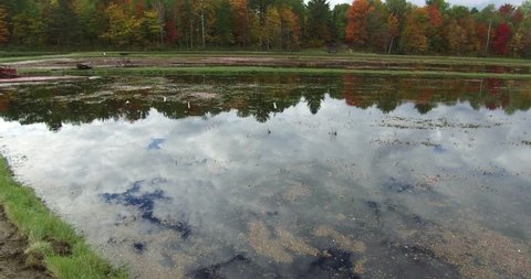 Bala, Ontario, Canada October 2016 4K motion shot driving about cranberry farm and bog in autumn
