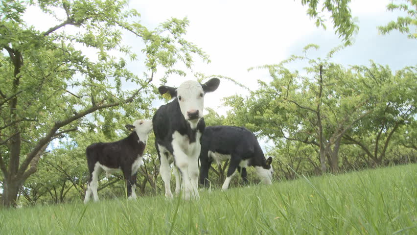 calves grazing in an orchard