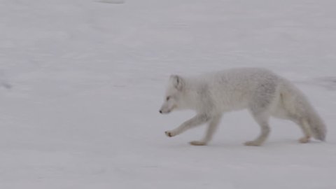 Tracking shot white arctic fox running across rocks in snow