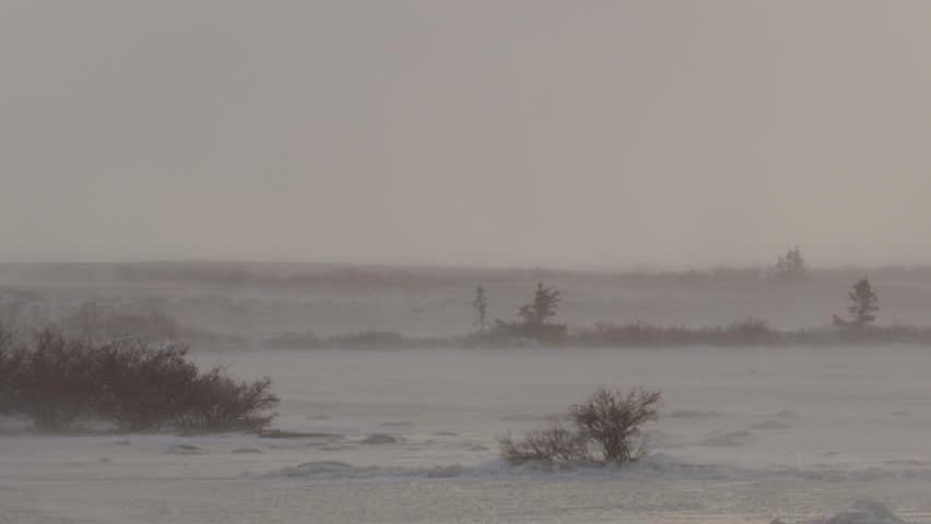 Spruce and willows blown by blizzard winds in afternoon light