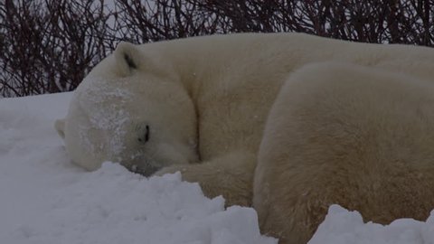 Slow motion close snow falling on sleeping polar bear in bed