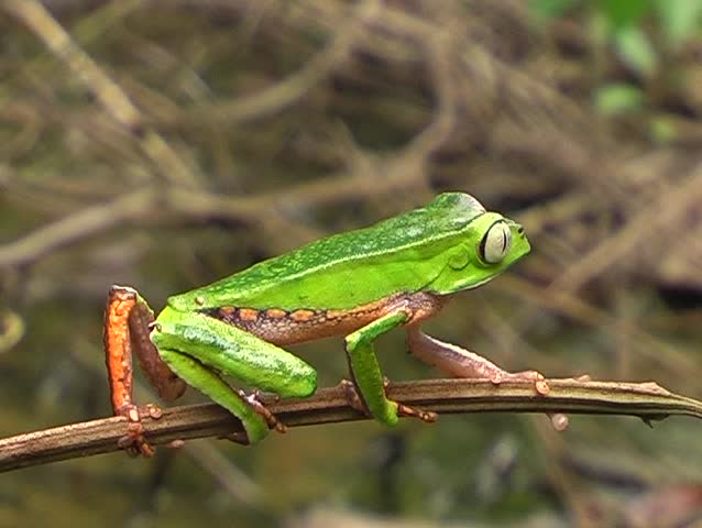 White-lined monkey frog (Phyllomedusa vaillantii) sitting on a branch above a swamp