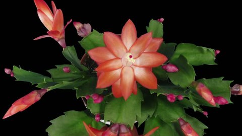Time-lapse of growing and blooming pink Christmas cactus (Schlumbergera) 6cb3 in RGB + ALPHA matte format isolated on black background
