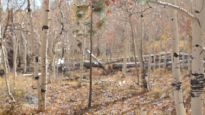 A man walks through the woods with hunters orange on and a rifle to hunt for deer