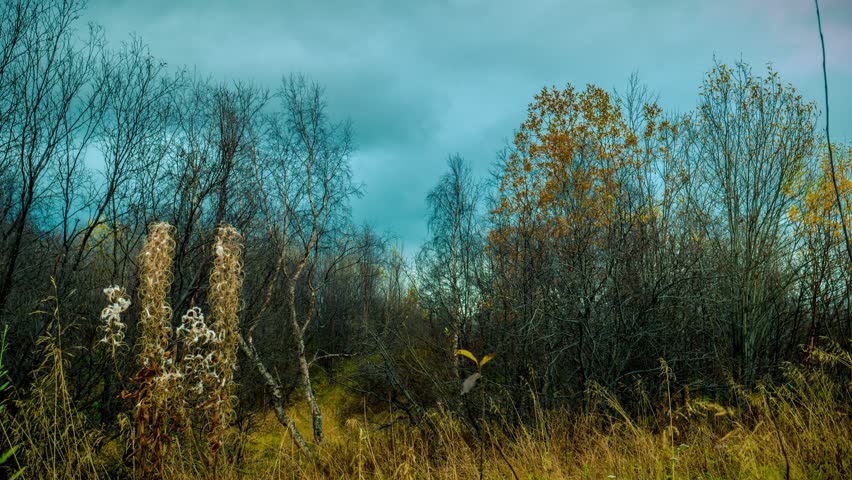 Storm clouds over the autumn forest.Clouds moving fast over the tops of the autumn forest