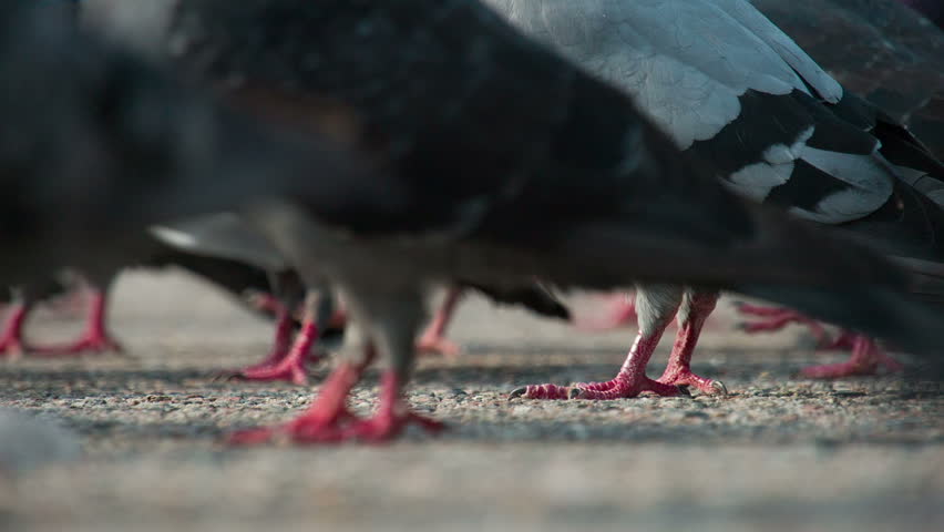 bird pecking camera