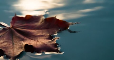Autumn Leaf Fall in a Puddle. Clouds are reflected in a puddle. The water falls bright autumn leaf. The depth of field changes. Filmed at a speed of 120fps