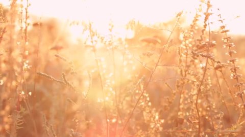 Gold-colored dry plants on a bright brown pastel background, close up. Wild field filled with golden evening sunlight on a hot summer evening.