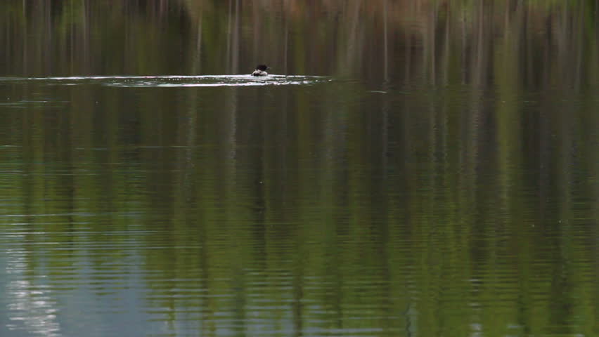 Wild Loon on a mountain lake in the Rocky Mountains