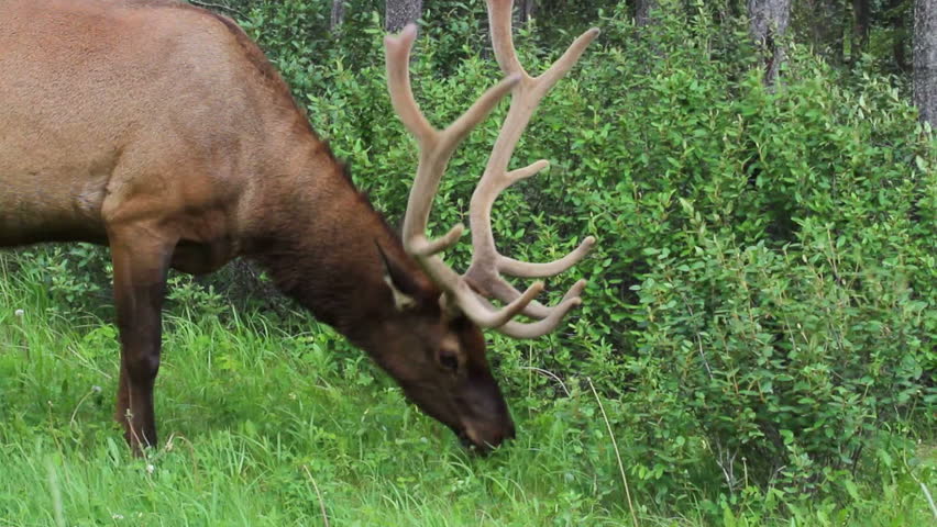 Bull Elk with velvet antlers in the spring time