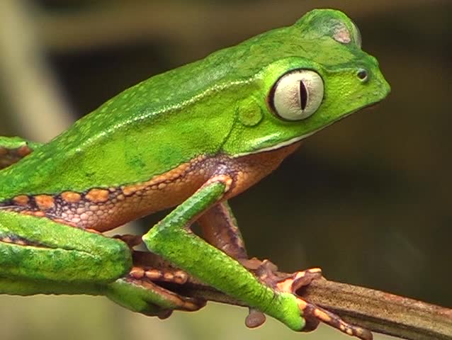 White-lined monkey frog (Phyllomedusa vaillantii) sitting on a branch