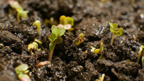 Growing Green Plants Agriculture Timelapse