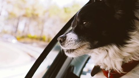 Dog by the Car Window Enjoying the Ride