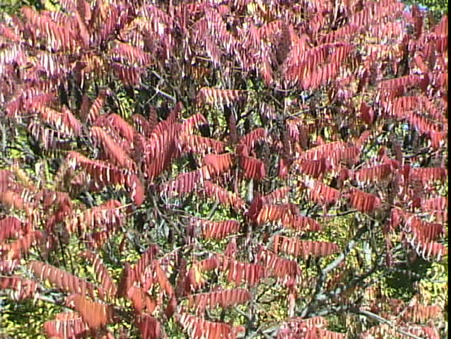 Red Tree cu