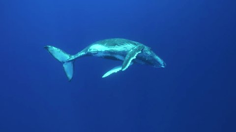 Humpback whales calf approaches the camera and plays