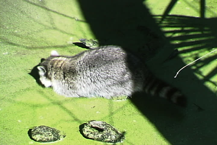 Raccoon