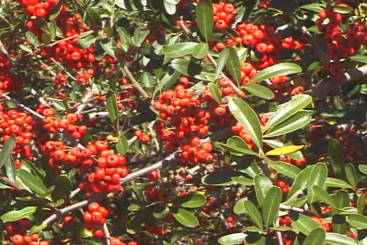 Red Berries cu