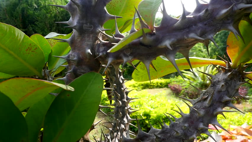 Barbed tropical plant