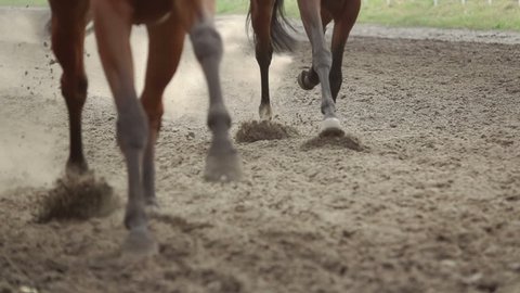 Horse racing. The feet of the horses raising dust and dirt. Slow motion