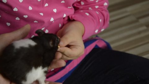 Little girl feeding and playing with hamster, closeup