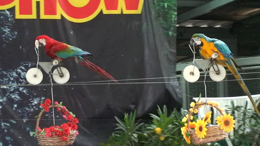 Funny race trained parrots on bikes. Thailand.