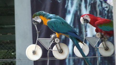 Funny race trained parrots on bikes. Thailand.