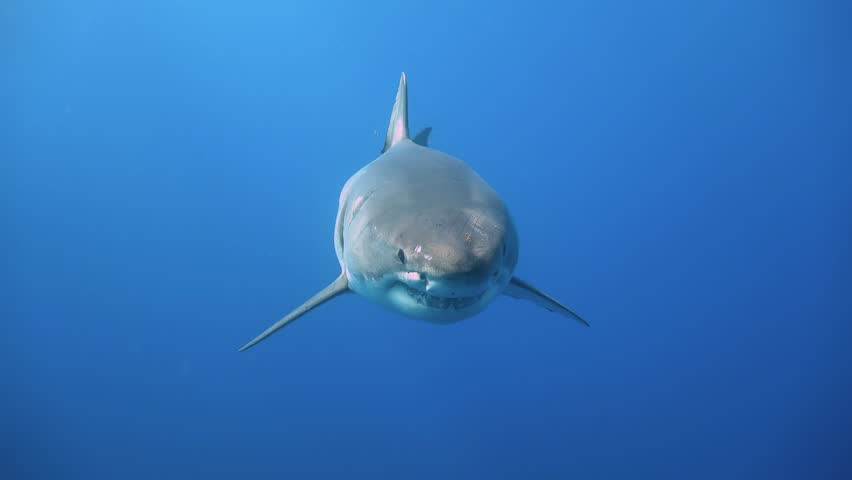 Great diving with great white sharks in the Pacific ocean near the island of Guadalupe. Mexico.