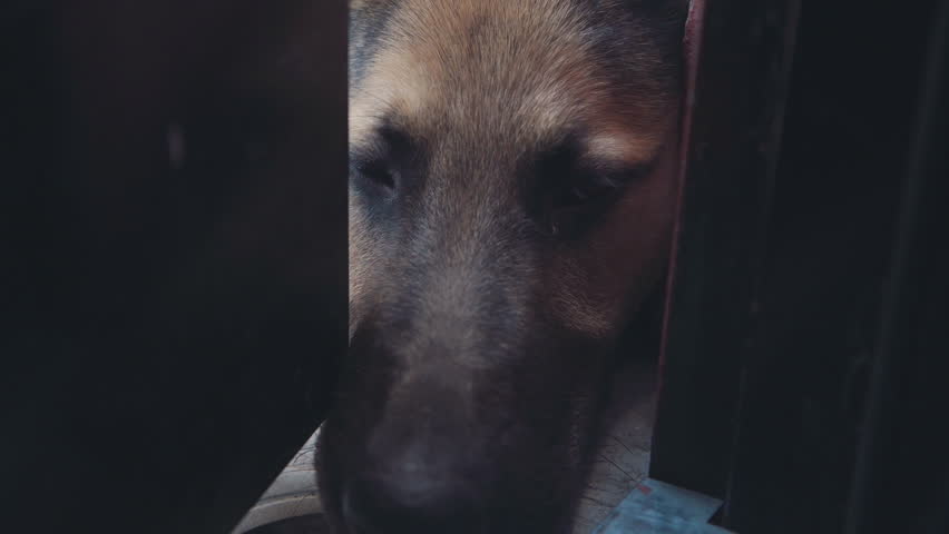 4K Big beautiful dog lying down, looking around between door