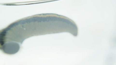 Medical leech in a container with water. The leech clings to the glass with suction cup and swing.