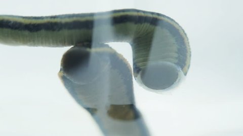 Macro. Leeches cling to the glass with suction cups and twisting. Medical leeches in a container with water.