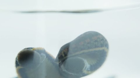 Macro. Medical leeches in a container with water. Leeches cling to the glass with suction cups and twisting. 