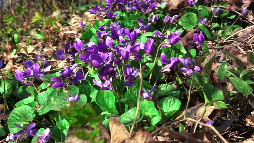Wild violet flowers