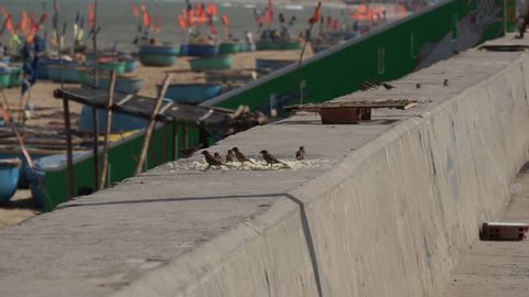 birds eating rice on the coast.