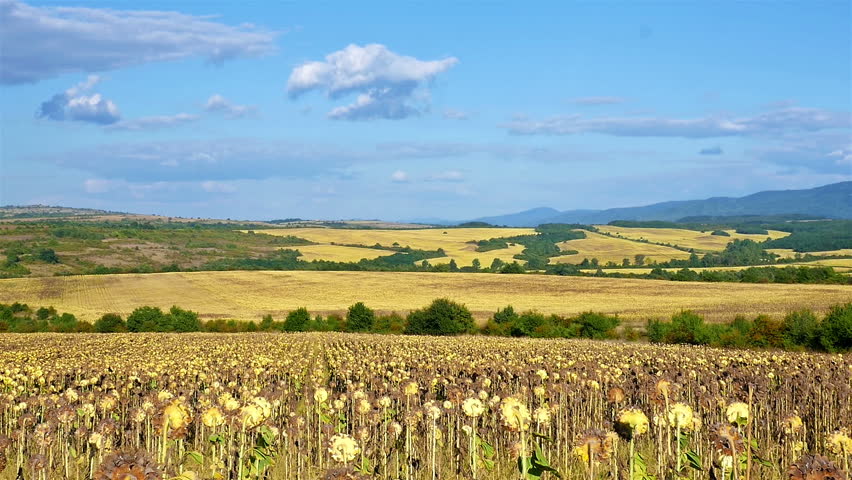 Time lapse of clouds over sunflower fieldsÂ 