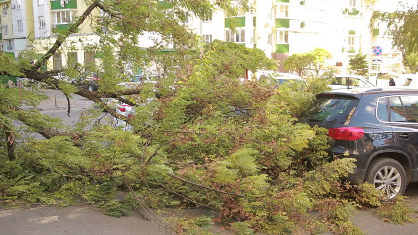 tree fell on the car. disaster. strong wind. Royalty-Free Stock Footage #20726275