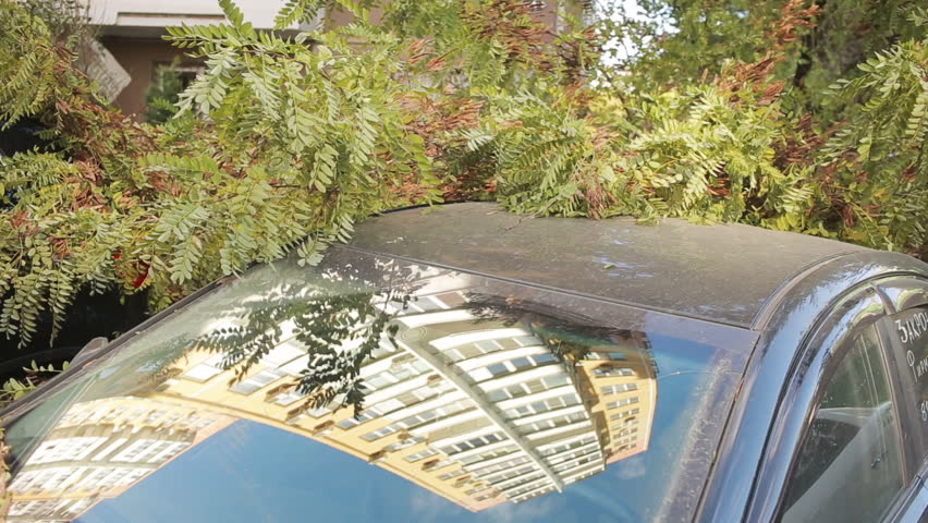 tree fell on the car. disaster. strong wind. Royalty-Free Stock Footage #20726305