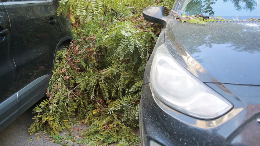 tree fell on the car. disaster. strong wind. Royalty-Free Stock Footage #20726389