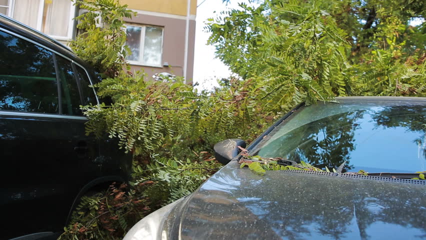 tree fell on the car. disaster. strong wind. Royalty-Free Stock Footage #20726398