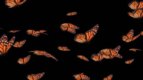 Monarch Butterfly Swarm (HD).This is a complex animation made with hi res animated to resemble flying realistic butterflies.Wings flutter but bend as they stroke as if the wind was moving them