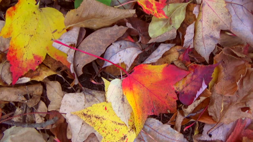 Foliage carpet. Fallen maple leaves on the green grass ground in autumn