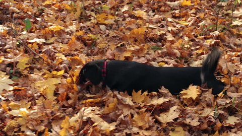Dog in the Autumn Park